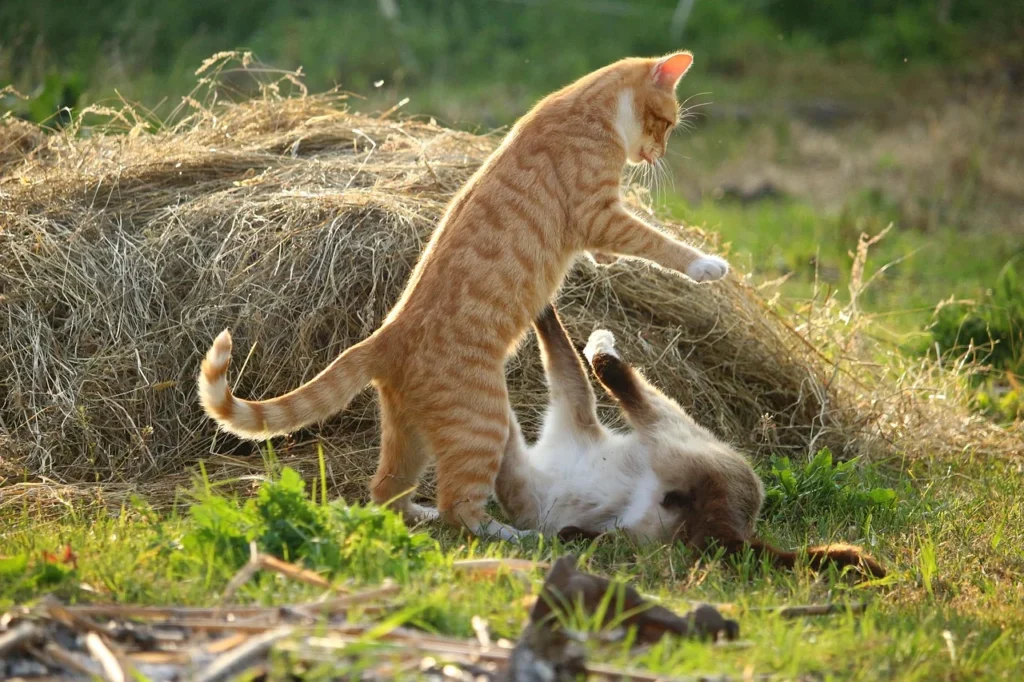 Playful farm cats